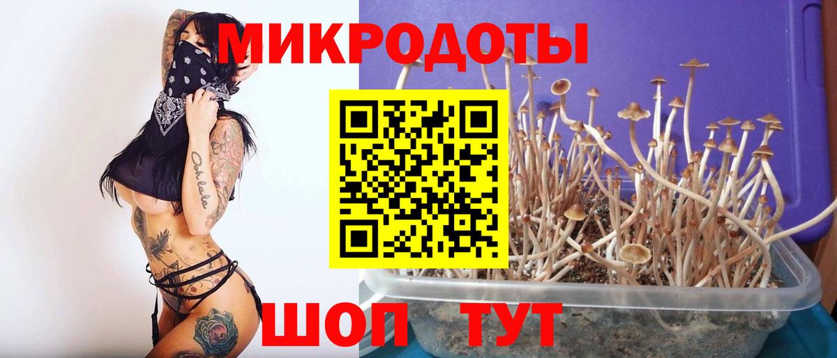 Выборг  Галлюциногенные грибы Psilocybe  Вход с VPN 
